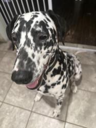 Lost Male Dog last seen Glendale ord road evendale , Hamilton County, OH 45241