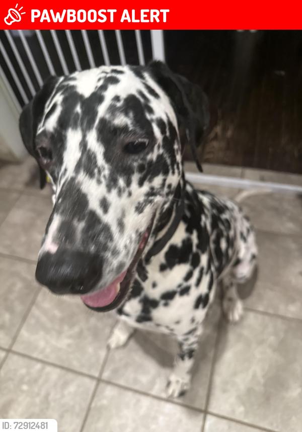 Lost Male Dog last seen Glendale ord road evendale , Hamilton County, OH 45241