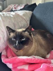 Reunited Female Cat last seen right next to BP gas station , Fenton, MO 63026