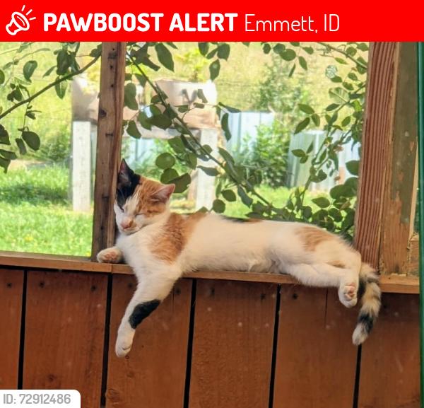 Lost Female Cat last seen Sales Yard road, Emmett, ID 83617