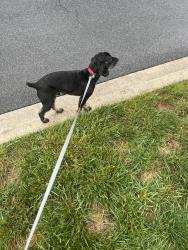 Found/Stray Male Dog last seen Arbor Square, Frederick, MD 21701