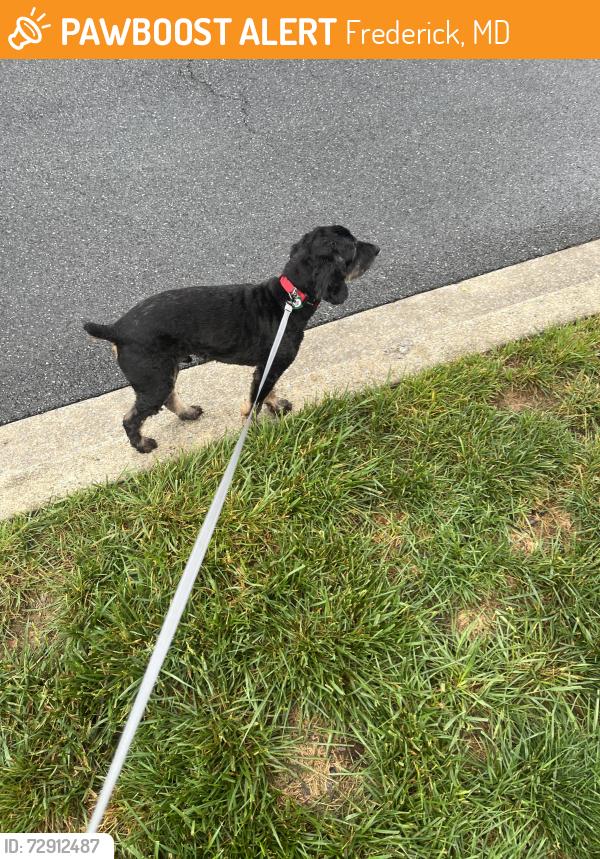 Found/Stray Male Dog last seen Arbor Square, Frederick, MD 21701