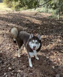 Reunited Male Dog last seen Castleway Ln and Castleway Dr, DeKalb County, GA 30345