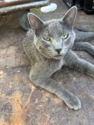 Found/Stray Male Cat last seen fremont and charleston, Las Vegas, NV 89101