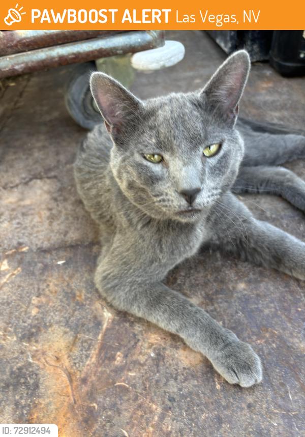 Found/Stray Male Cat last seen fremont and charleston, Las Vegas, NV 89101
