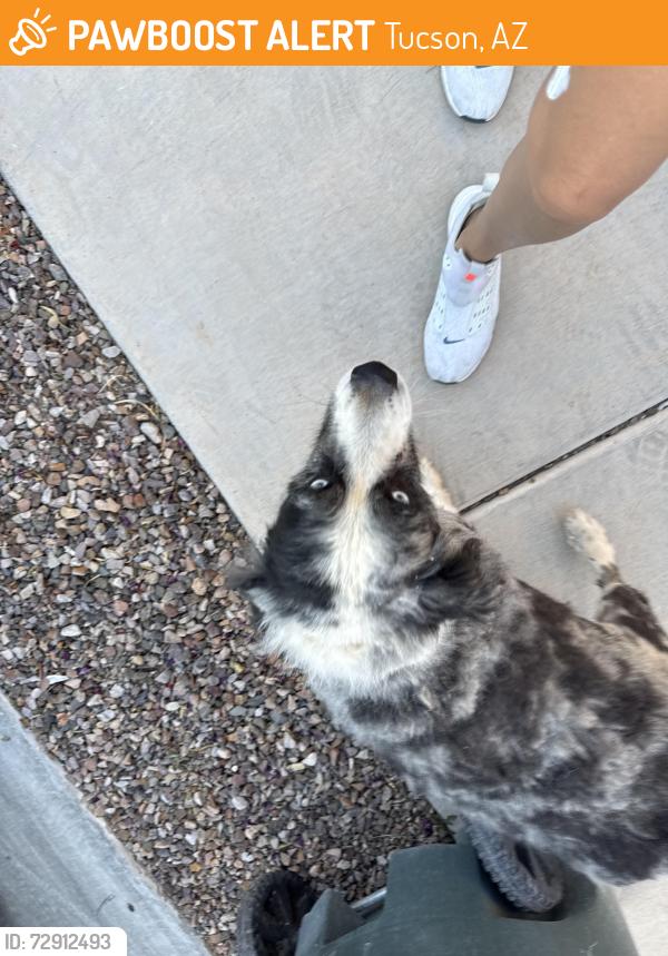 Found/Stray Male Dog last seen Tres pueblos, Tucson, AZ 85706