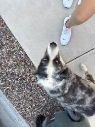Found/Stray Male Dog last seen Tres pueblos, Tucson, AZ 85706