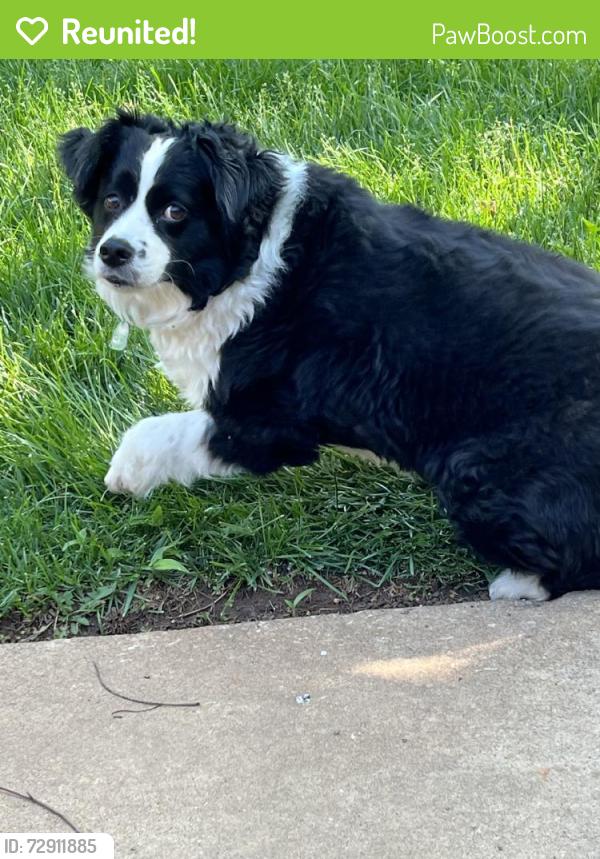 Reunited Male Dog last seen Northwest Expy, Oklahoma City, OK, USA, Oklahoma City, OK 73162