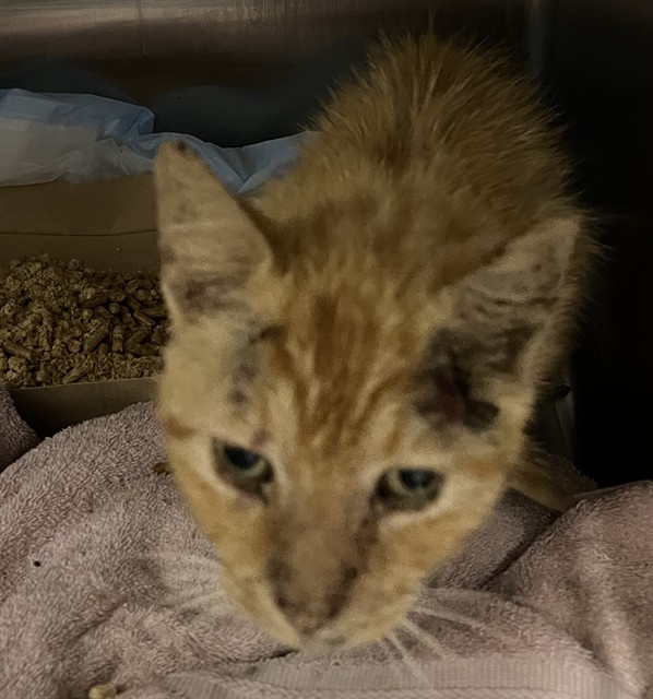 Shelter Stray Male Cat last seen SHIRLEY & S. JOHNS ST MOUNT DORA, 12280 County Rd 448, Tavares, FL 32778, USA