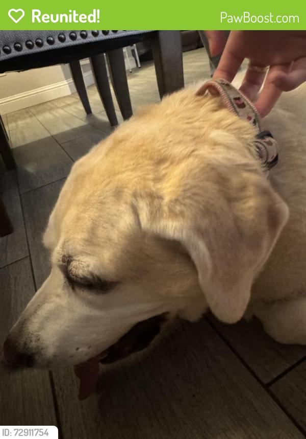 Reunited Unknown Dog last seen Sunny Meadow Ct, McKinney, TX 75072, USA, McKinney, TX 75072
