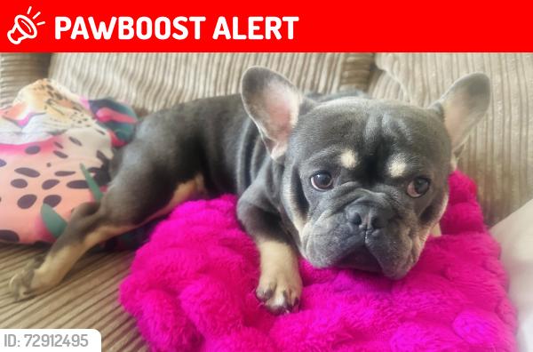 Lost Male Dog last seen Newtownabbey , Antrim and Newtownabbey, Northern Ireland 