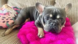 Lost Male Dog last seen Newtownabbey , Antrim and Newtownabbey, Northern Ireland 