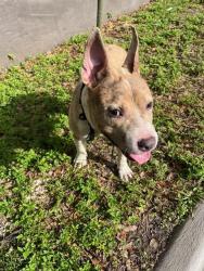 Shelter Stray Male Dog last seen Near BLOCK NW 17TH AVE, Doral, FL 33122