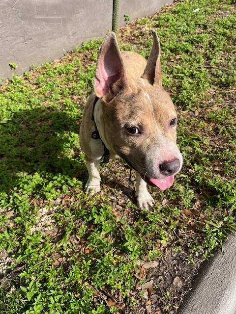 Shelter Stray Male Dog last seen Near BLOCK NW 17TH AVE, Doral, FL 33122