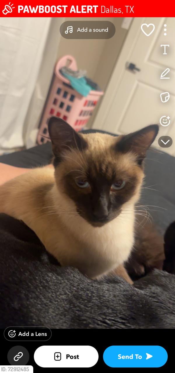 Lost Male Cat last seen Elam rd, Dallas, TX 75217