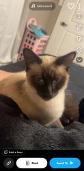 Lost Male Cat last seen Elam rd, Dallas, TX 75217