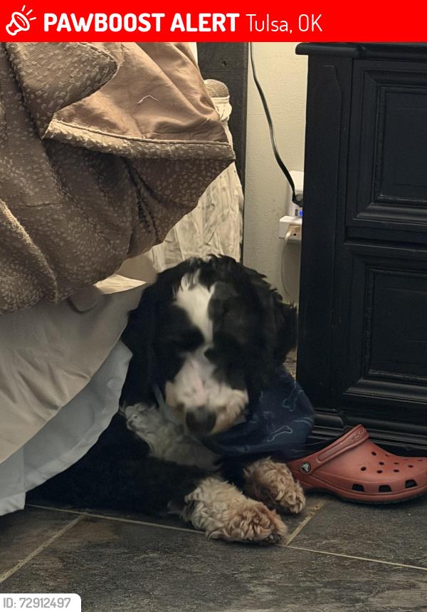 Lost Male Dog last seen 101st and memorial , Tulsa, OK 74133