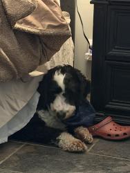 Lost Male Dog last seen 101st and memorial , Tulsa, OK 74133