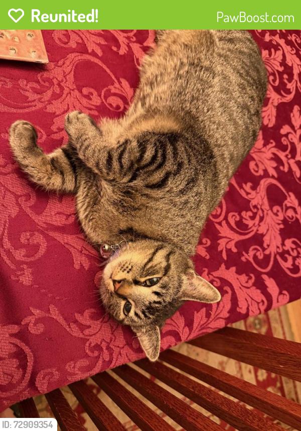 Reunited Female Cat last seen Vine and Orendorff just east of Washington Park, Springfield, IL 62704