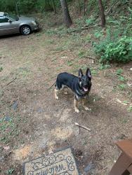 Lost Male Dog last seen Carson Road , Center Point, AL 35215