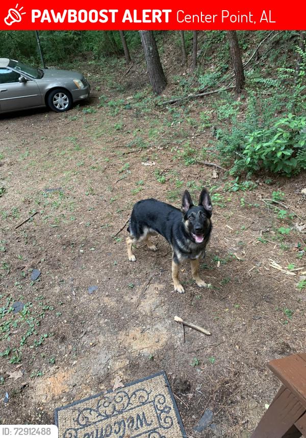 Lost Male Dog last seen Carson Road , Center Point, AL 35215