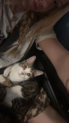 Lost Male Cat last seen n walker ave and nw 50th st, Oklahoma City, OK 73118
