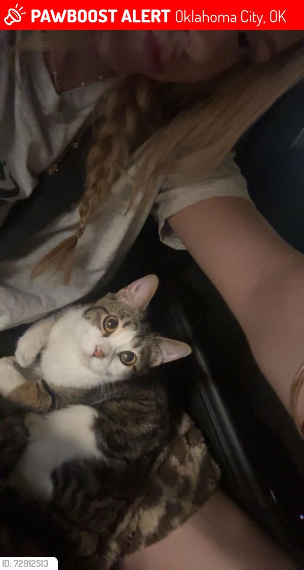 Lost Male Cat last seen n walker ave and nw 50th st, Oklahoma City, OK 73118