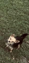 Reunited Female Dog last seen Near Half Hitch Trl, Georgetown, TX 78633, USA, Georgetown, TX 78633
