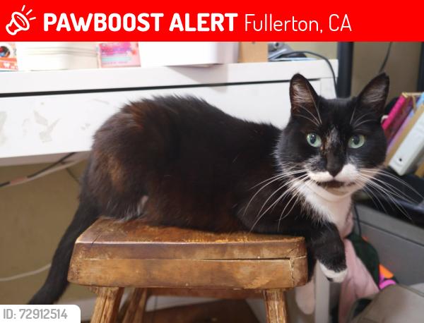 Lost Female Cat last seen North Berkeley Ave and East Chapman Ave, Fullerton, CA 92831
