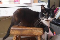 Lost Female Cat last seen North Berkeley Ave and East Chapman Ave, Fullerton, CA 92831