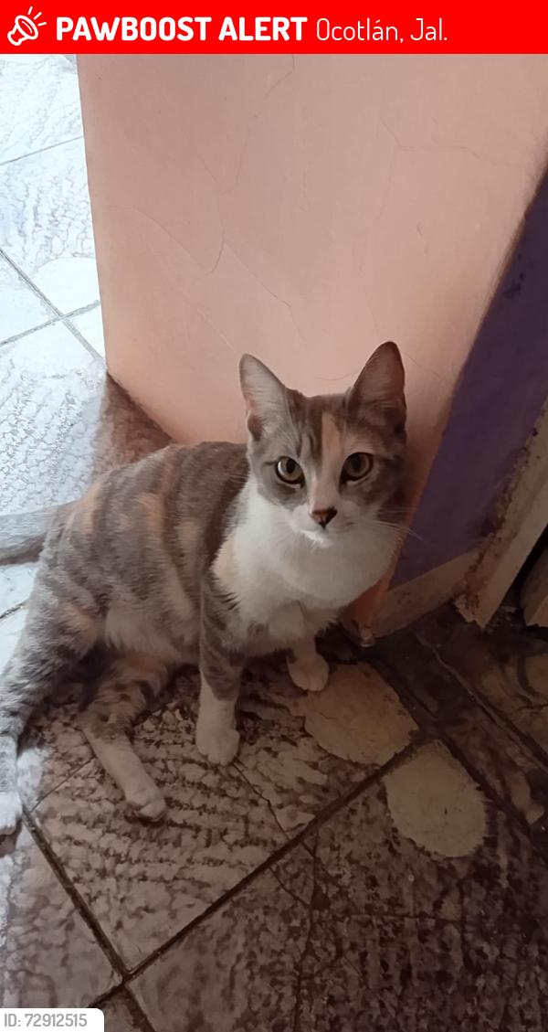Lost Female Cat last seen Traslado inicio Moctezuma, vuelta en pípila hacia el desnivel retomando Oxnard para el paso del desnivel , Ocotlán, Jal. 47820