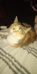 Lost Female Cat last seen COUNTRY FAIR PLAZA/HARTER HEIGHTS, Canton, OH 44708