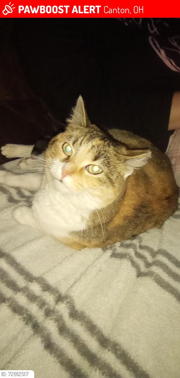Lost Female Cat last seen COUNTRY FAIR PLAZA/HARTER HEIGHTS, Canton, OH 44708