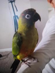 Lost Male Bird last seen Monaco and Bellview, Aurora, CO 80011