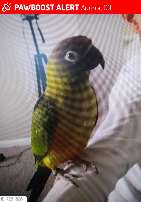 Lost Male Bird last seen Monaco and Bellview, Aurora, CO 80011