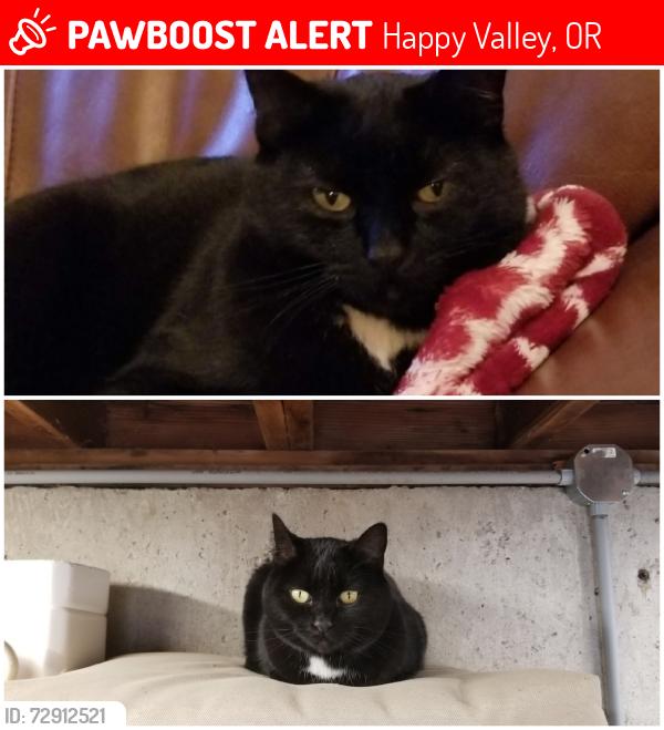 Lost Female Cat last seen 145th & Northwen Heights Drive Happy Valley, Happy Valley, OR 97086