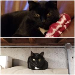Lost Female Cat last seen 145th & Northwen Heights Drive Happy Valley, Happy Valley, OR 97086