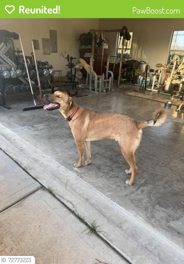Reunited Male Dog last seen St Hwy 105 and FM 362 Navasota TexAS, Navasota, TX 77868