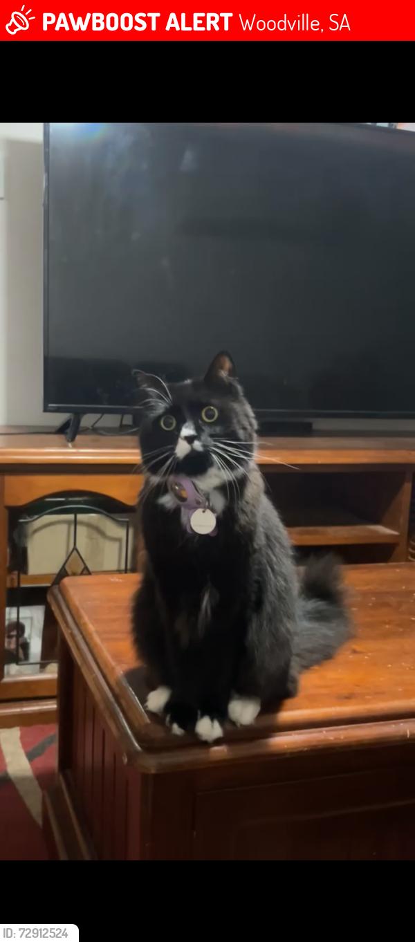 Lost Female Cat last seen 77a second avenue Woodville gardens , Woodville, SA 5011