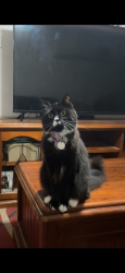 Lost Female Cat last seen 77a second avenue Woodville gardens , Woodville, SA 5011