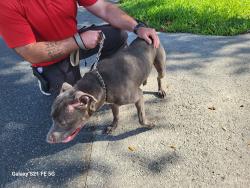 Reunited Male Dog last seen Near Trimble lane, Lecanto, FL 34461