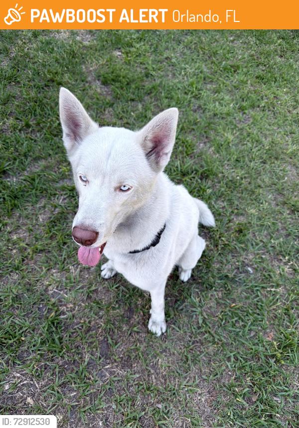 Found/Stray Male Dog last seen Michigan, Orlando, FL 32805