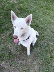 Found/Stray Male Dog last seen Michigan, Orlando, FL 32805