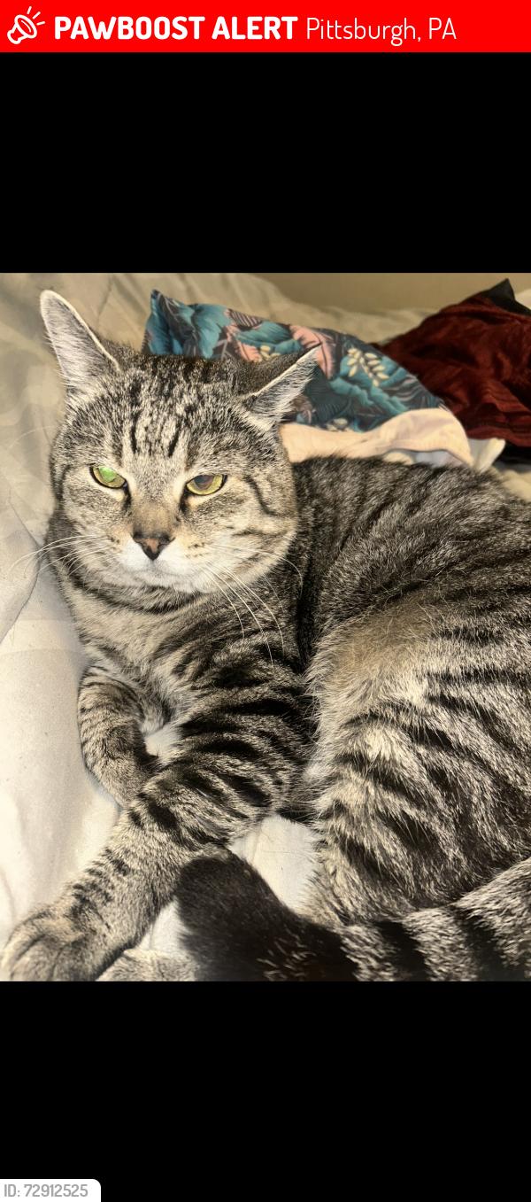 Lost Male Cat last seen Saltsburg Road, Chanticleer Drive, Pittsburgh, PA 15235