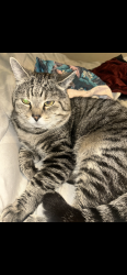 Lost Male Cat last seen Saltsburg Road, Chanticleer Drive, Pittsburgh, PA 15235