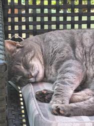 Lost Male Cat last seen 216th close to 0 ave in Langley, Langley Township, BC V2Z 1S3