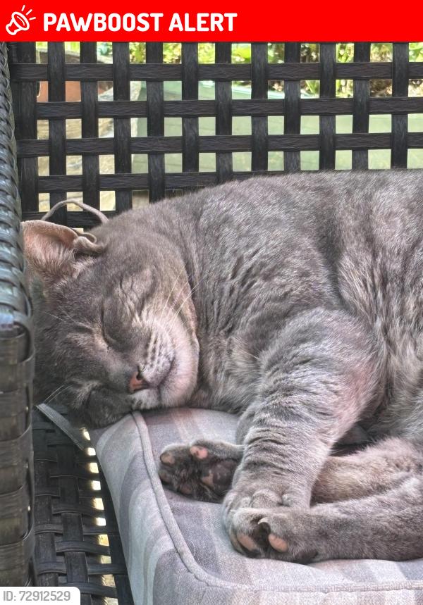 Lost Male Cat last seen 216th close to 0 ave in Langley, Langley Township, BC V2Z 1S3