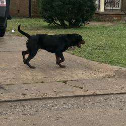 Found/Stray Male Dog last seen scrambld, Oklahoma City, OK 73111