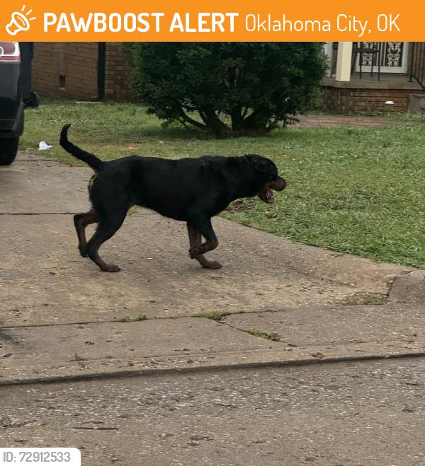 Found/Stray Male Dog last seen scrambld, Oklahoma City, OK 73111