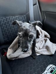 Reunited Female Dog last seen Mcfall and sunburst , El Paso, TX 79925
